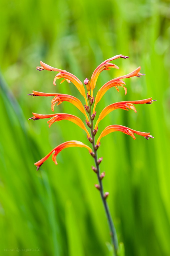 Palheiro Gardens, Madeira