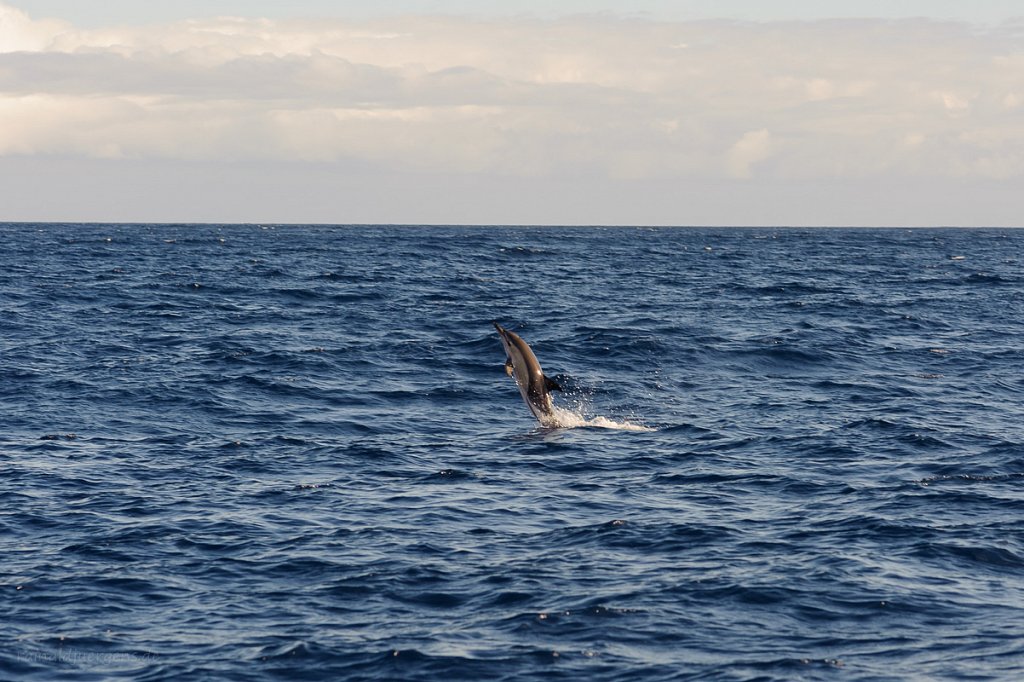 H2O Whale & dolphin watching Madeira