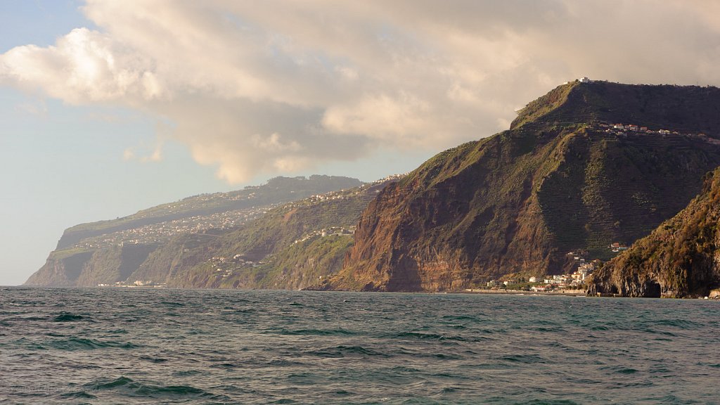 Whale & dolphin watching Madeira